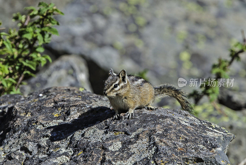 最小花栗鼠(Tamias minimus)是最小的花栗鼠种类。黄石国家公园，怀俄明州。